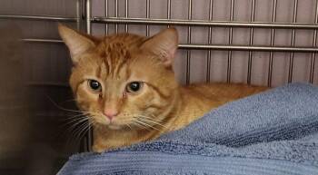 Waffle Cone -  Domestic Short Hair Cat for Adoption in Vancouver, Washington - Waffle Cone | PetCurious