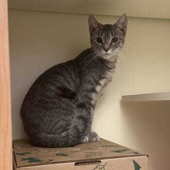 Rescue Domestic Short Hair Cats for Adoption in Dayton, Ohio - Jetta | PetCurious