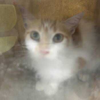 Twitch -  Domestic Short Hair Cat for Adoption in Philadelphia, Pennsylvania - Twitch | PetCurious