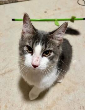 Rescue Domestic Medium Hair Cats for Adoption in Raleigh, North Carolina - Christopher | PetCurious
