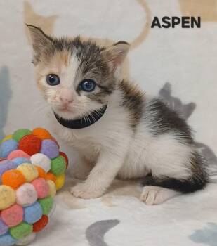 Rescue Domestic Short Hair Cats for Adoption in Boca Raton, Florida - Miss Aspen | PetCurious