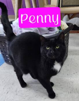 Domestic Short Hair Cats Available for Adoption in Jim Thorpe, Pennsylvania - Penny | PetCurious