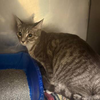 Domestic Short Hair Cats Available for Adoption - Cupcake | PetCurious