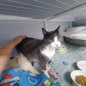 Shark -  Domestic Short Hair Cat Available for Adoption in Diamond Springs, California - Shark | PetCurious