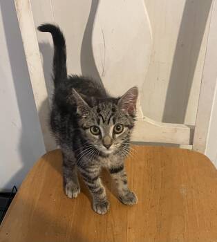 Tony -  Domestic Short Hair Cat for Adoption in Troy, New York - Tony | PetCurious