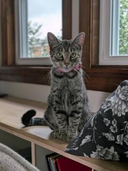 Demi -  Tabby Cat for Adoption in Bear, Delaware - Demi | PetCurious