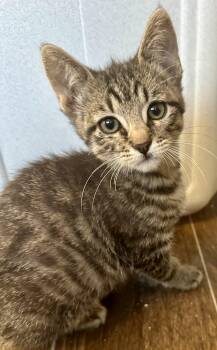 Domestic Short Hair Cats Available for Adoption - Kermit | PetCurious