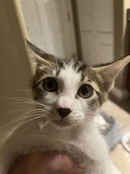 Wiggles -  American Shorthair Cat for Adoption in Tampa, Florida - Wiggles | PetCurious