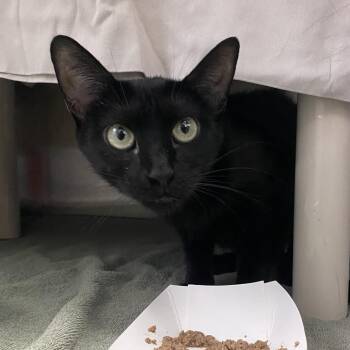 Black Beauty -  Domestic Short Hair Cat for Adoption in Philadelphia, Pennsylvania - Black Beauty | PetCurious