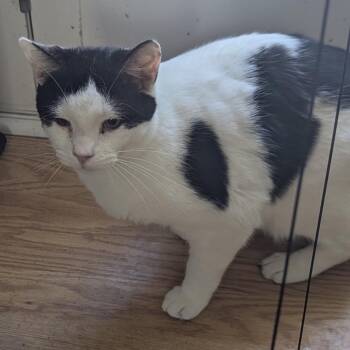 Ronnie -  Domestic Short Hair Cat for Adoption in Ashland, Virginia - Ronnie | PetCurious