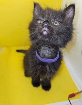 Domestic Medium Hair Cats Available for Adoption in North Babylon, New York - Morticia | PetCurious