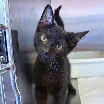 Harry Potter -  Domestic Short Hair Cat for Adoption in Hannibal, Missouri - Harry Potter | PetCurious