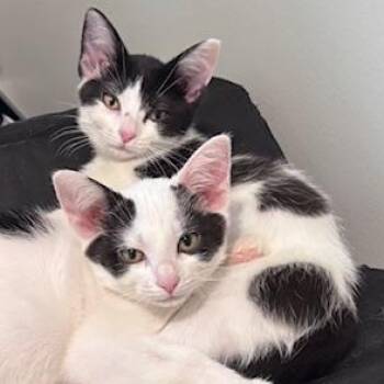 Rescue Domestic Short Hair and Tuxedo Cats for Adoption in UNIVERSITY PA, Maryland - Domino & Deuce | PetCurious