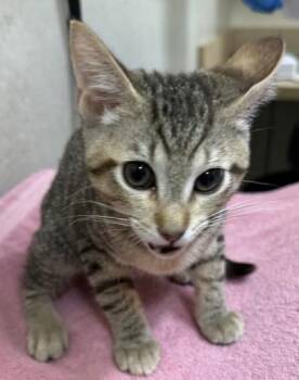 Domestic Short Hair Cats Available for Adoption in Honolulu, Hawaii - Liliha | PetCurious