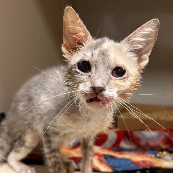 Tanya -  Domestic Short Hair Cat for Adoption in Yuma, Arizona - Tanya | PetCurious