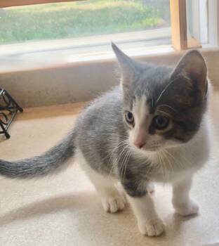 Rescue Domestic Short Hair Cats for Adoption in Westfield, New York - Pip | PetCurious