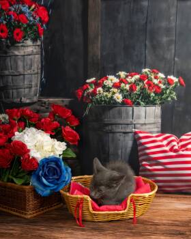 Frankie -  Domestic Short Hair Cat for Adoption in Lapeer, Michigan - Frankie | PetCurious