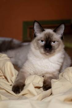 Rescue Siamese Cats for Adoption in Los Angeles, California - Ashes | PetCurious
