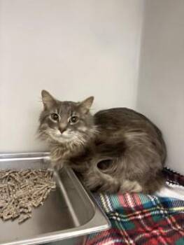 Domestic Long Hair Cats Available for Adoption - Snivie | PetCurious