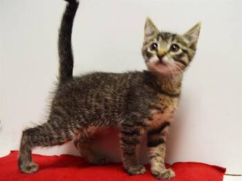 AMALIE -  Domestic Short Hair Cat Available for Adoption in Sacramento, California - AMALIE | PetCurious