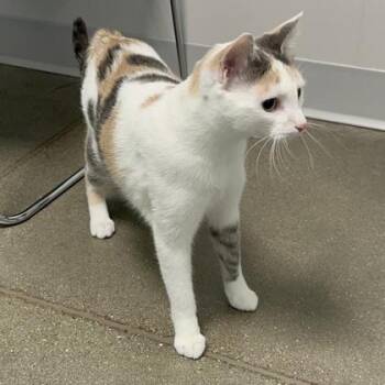 Domestic Short Hair Cats Available for Adoption in Janesville, Wisconsin - Sassy | PetCurious