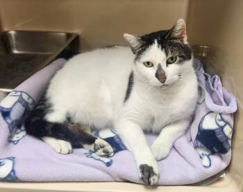 Jasper -  Domestic Short Hair Cat for Adoption in Clayton, New Jersey - Jasper | PetCurious