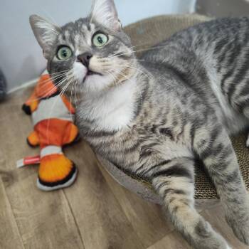 Vinyl Vinny -  Domestic Short Hair Cat for Adoption in Portland, Oregon - Vinyl Vinny | PetCurious