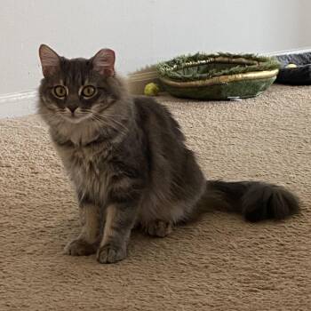 Willow -  Domestic Medium Hair Cat for Adoption in Overland Park, Kansas - Willow | PetCurious