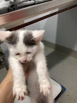 Wednesday -  Domestic Short Hair Cat for Adoption in Bloomington, Indiana - Wednesday | PetCurious
