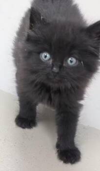 Hutch -  Domestic Long Hair Cat for Adoption in Carthage, Illinois - Hutch | PetCurious
