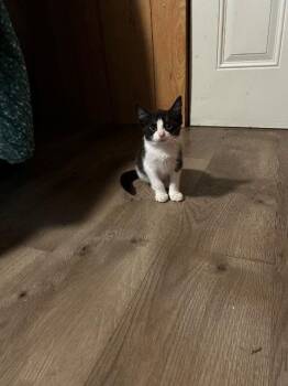 Birdie -  Domestic Short Hair Cat for Adoption in Johnson City, Tennessee - Birdie | PetCurious