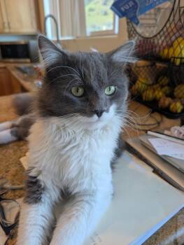 Domestic Long Hair Cats Available for Adoption - Dusty | PetCurious
