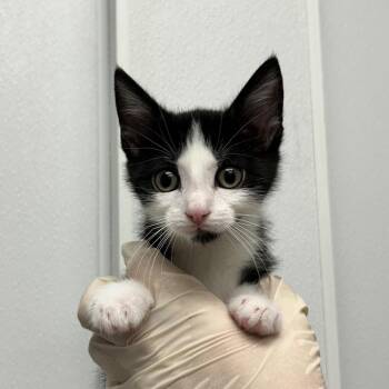 Evie -  Domestic Short Hair Cat for Adoption in Abilene, Texas - Evie | PetCurious