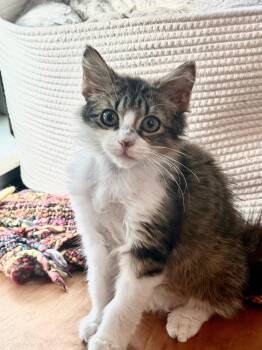 Wall-e -  Tabby Cat for Adoption in Orlando, Florida - Wall-e | PetCurious