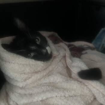 Domestic Short Hair Cats Available for Adoption - Tidey | PetCurious