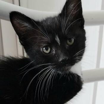 Softie -  Domestic Short Hair Cat for Adoption in Baker City, Oregon - Softie | PetCurious