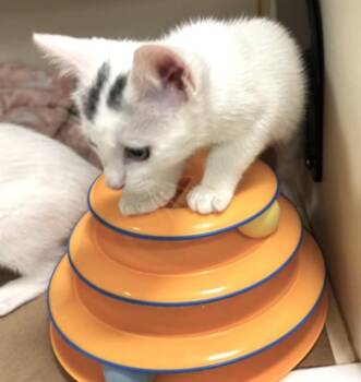 HONEY -  Domestic Short Hair Cat for Adoption in Dedham, Massachusetts - HONEY | PetCurious
