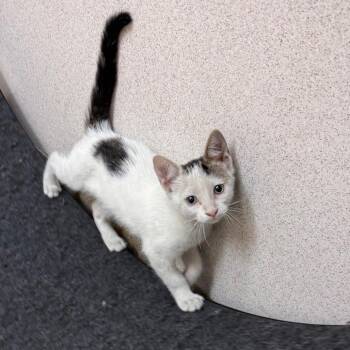 Arda -  Domestic Short Hair Cat for Adoption in Naperville, Illinois - Arda | PetCurious