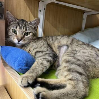 Domestic Short Hair Cats Available for Adoption in Manhattan, Kansas - Eli | PetCurious