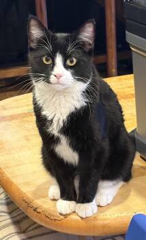 Domestic Short Hair Cats Available for Adoption in Warren, New Jersey - Sylvester | PetCurious
