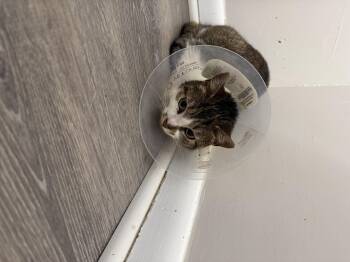 Domestic Short Hair Cats Available for Adoption in Salem, Ohio - RAINE  | PetCurious