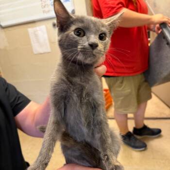 Gwyn -  Domestic Short Hair Cat for Adoption in Birmingham, Alabama - Gwyn | PetCurious