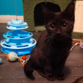 Pixar -  Domestic Short Hair Cat for Adoption in Las Vegas, Nevada - Pixar | PetCurious