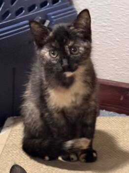 Ambrosia -  Domestic Short Hair Cat for Adoption - Ambrosia | PetCurious