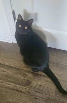 Bean - 911 -  Bombay Cat for Adoption in Maryville, Tennessee - Bean - 911 | PetCurious