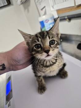 Miles -  Domestic Short Hair Cat for Adoption in Bolivar, Missouri - Miles | PetCurious