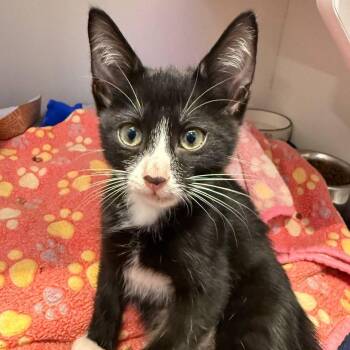 Tongs -  Domestic Short Hair Cat for Adoption in Westhampton, New York - Tongs | PetCurious