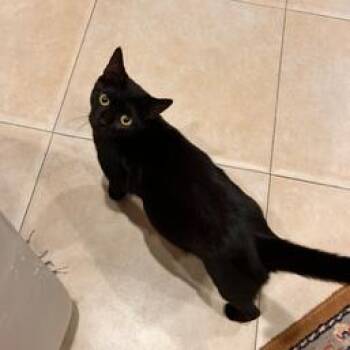 Winnie -  Domestic Short Hair Cat for Adoption in West Palm Beach, Florida - Winnie | PetCurious