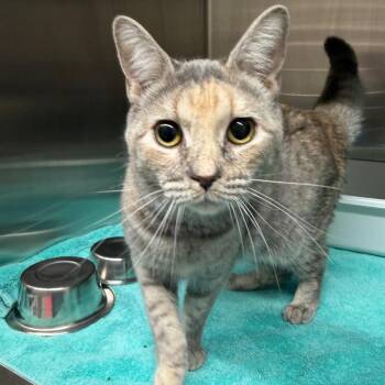 Domestic Short Hair Cats Available for Adoption in Morganton, North Carolina - Crystal | PetCurious