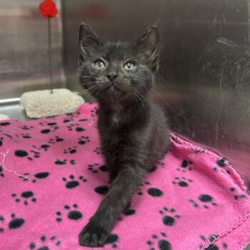 Stormtrooper 2 of 5 -  Domestic Short Hair Cat Available for Adoption in La Grange Park, Illinois - Stormtrooper 2 Of 5 | PetCurious